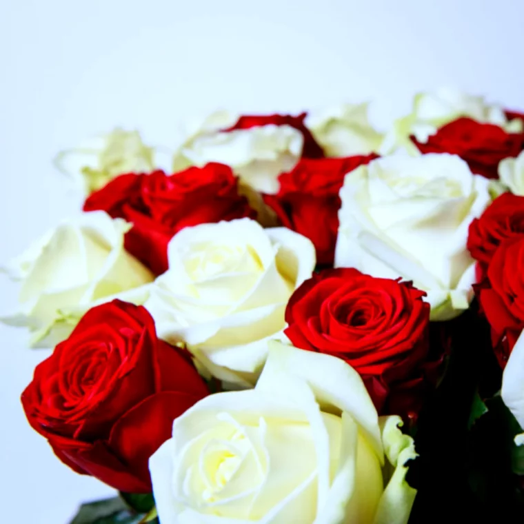 bouquet rose rouges et blanches malheur