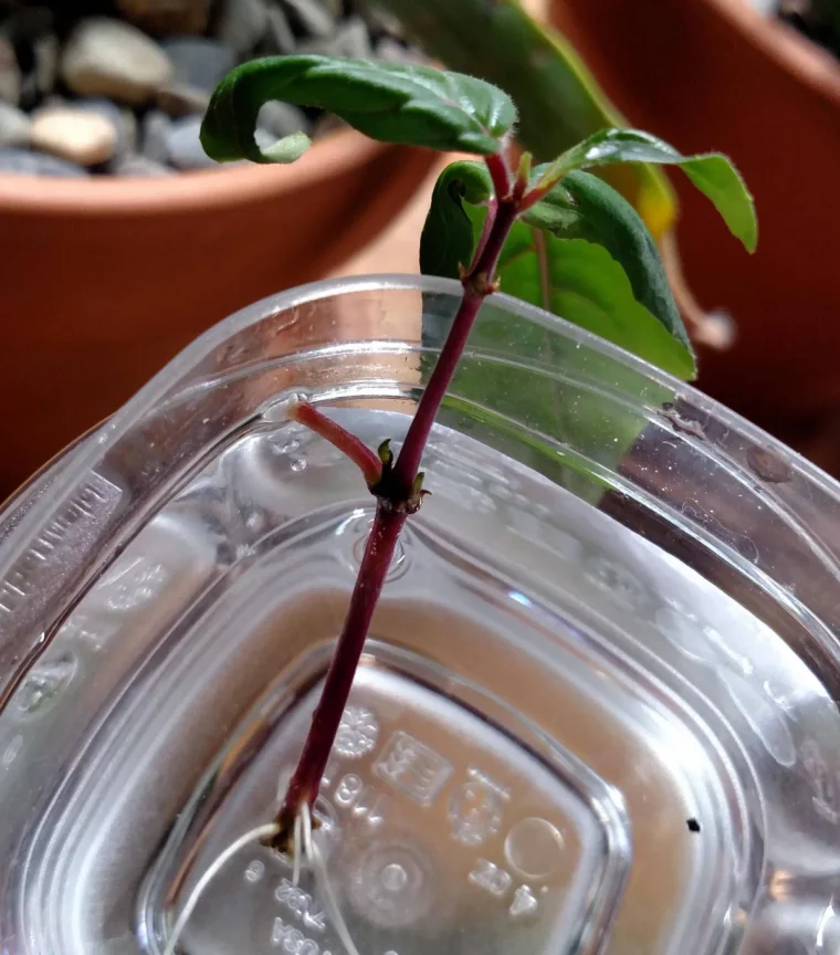 bouturage eau contenant verre lumiere tige fuchsia feuilles superieures