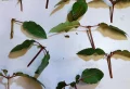 Comment bouturer un fuchsia dans l’eau ? Explications et astuces pour propagation réussie