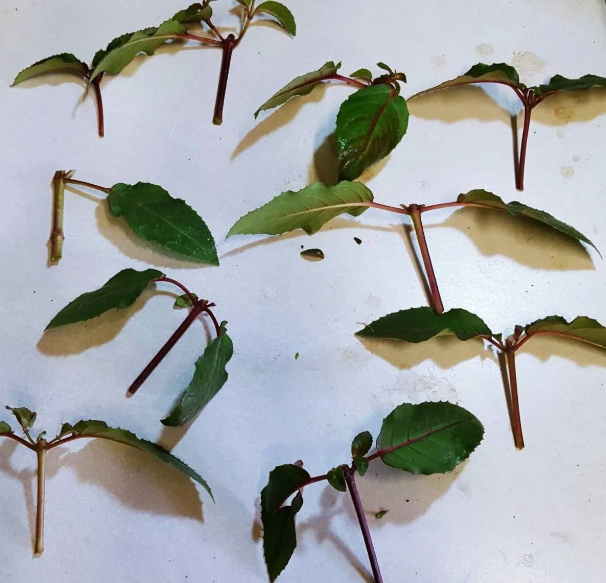 boutures de fuchsia feuilles tiges saines surface blanche propagation