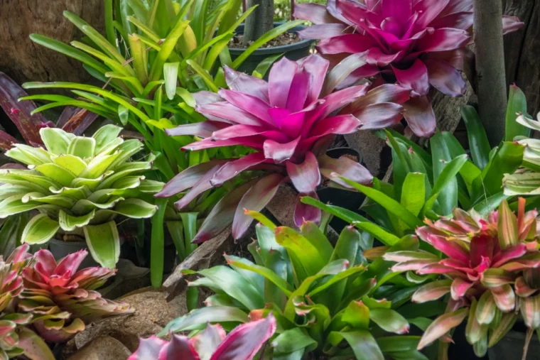 bromélia feuilles vertes et violettes floraison toute l annee