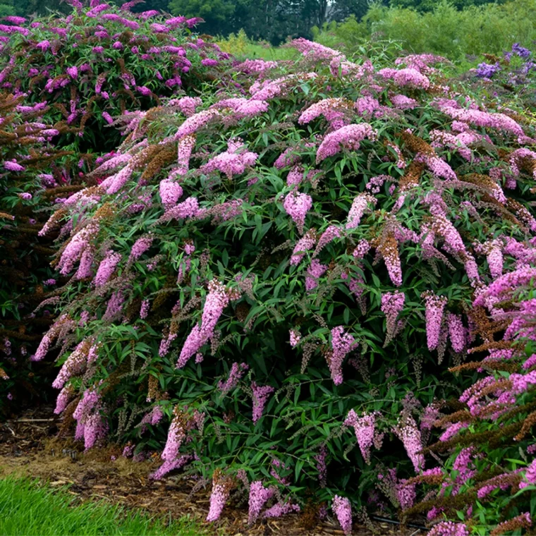 buddleia arbuste à longue floraison idée amenagement jardin fleuri