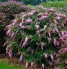 buddleia arbuste à longue floraison idée amenagement jardin fleuri