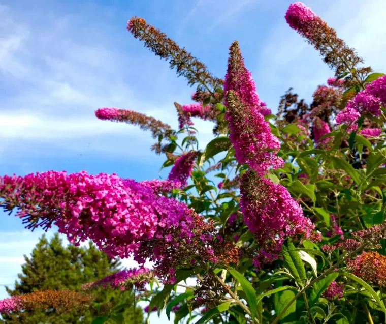 buddleia idee arbuste a fleurs longue floraison persistant idee jardin fleuri