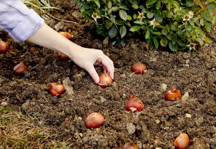 bulbes a planter en septembre pour floraison printaniere