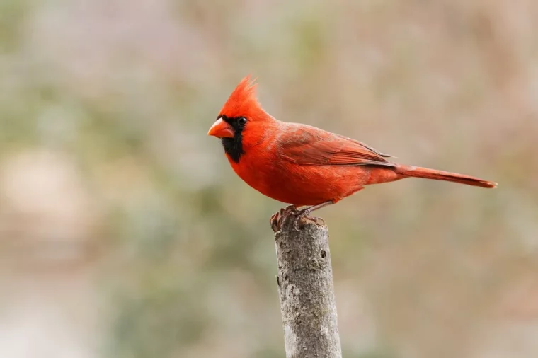 cardinal rouge plumes bec rouge branche bois photographie nature