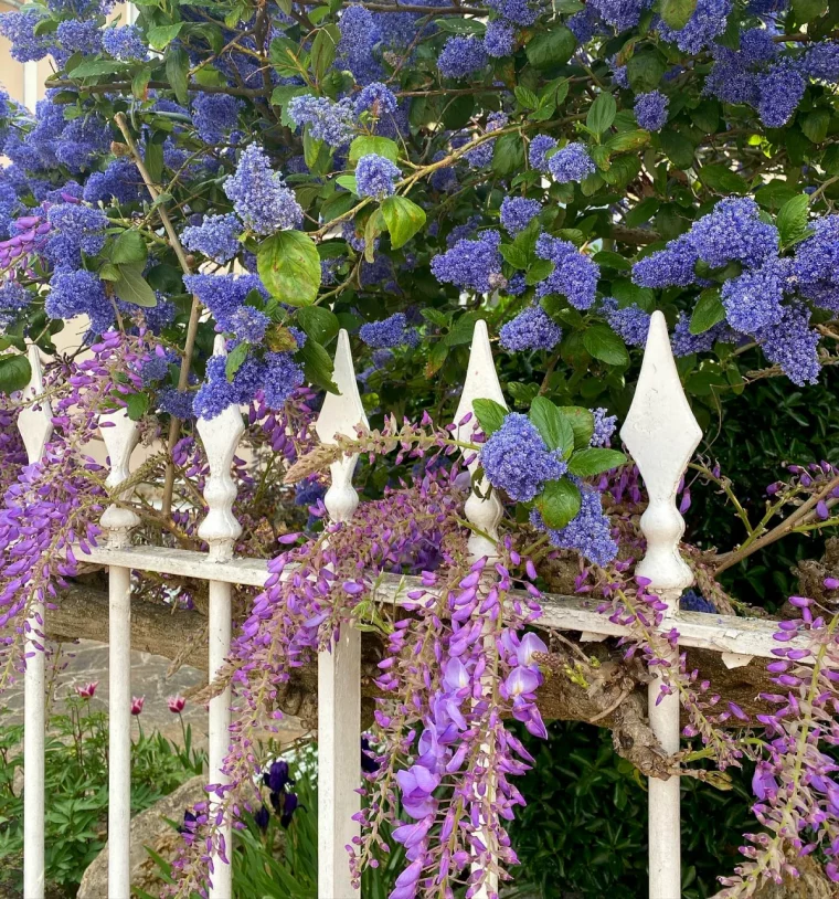 ceanothe fleurs en grappes mauves cloture