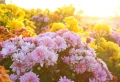 Avec quoi associer les asters pour un jardin resplendissant à l’automne