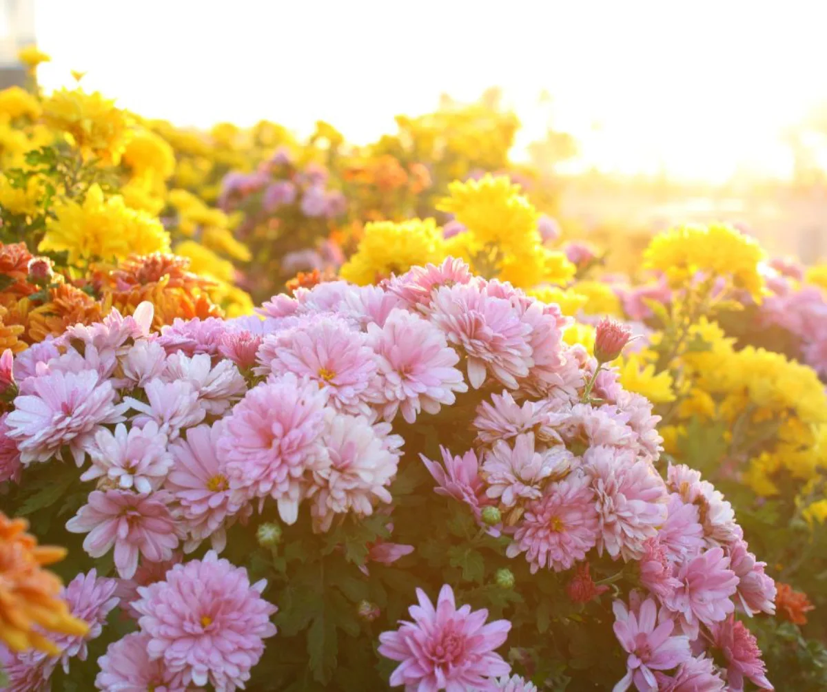 chrysanthèmes comment créer un jardin fleuri d automne astuces pratiques