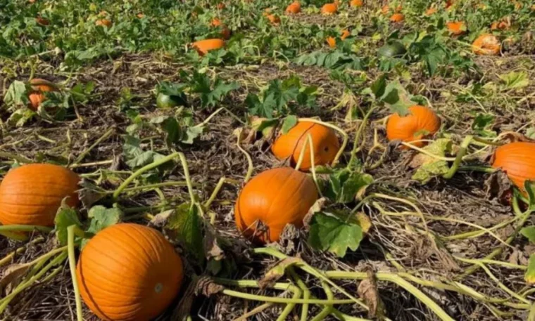 combien de citrouilles faut il laisser sur une vigne