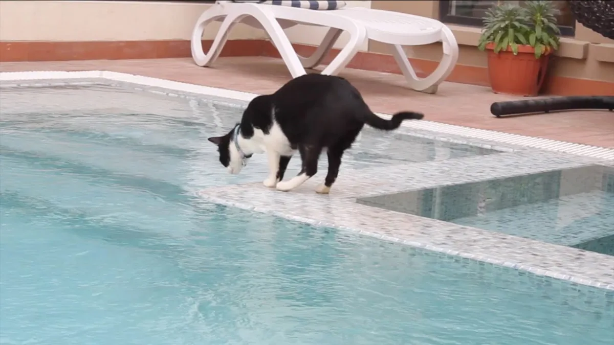 comment agir si le chat tombe dans la piscine