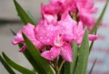 Prolonger la floraison du laurier rose en septembre, grâce à ces 6 gestes d’entretien