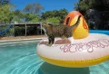 Comment assurer la sécurité de votre chat autour d’une piscine ?