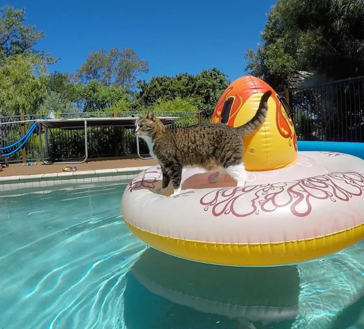 comment assurer la securite de votre chat autour d une piscine