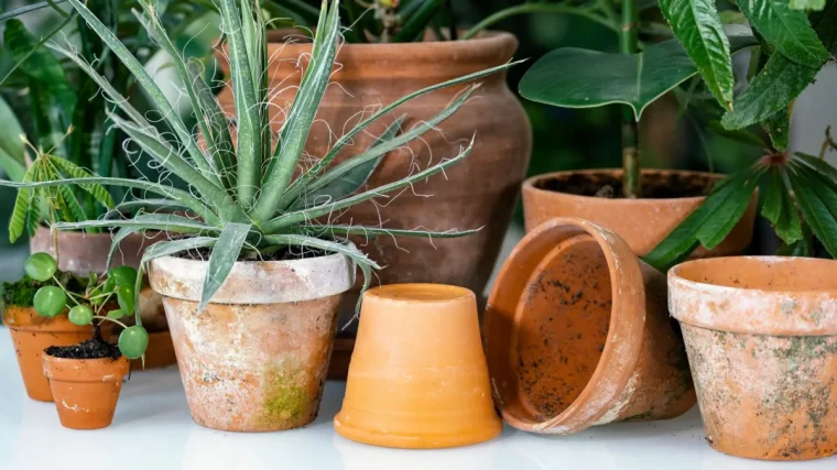 comment avoir de beaux pots astuces et conseils