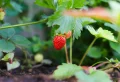 Ne faites pas ces erreurs lorsque vous plantez vos fraisiers en septembre !