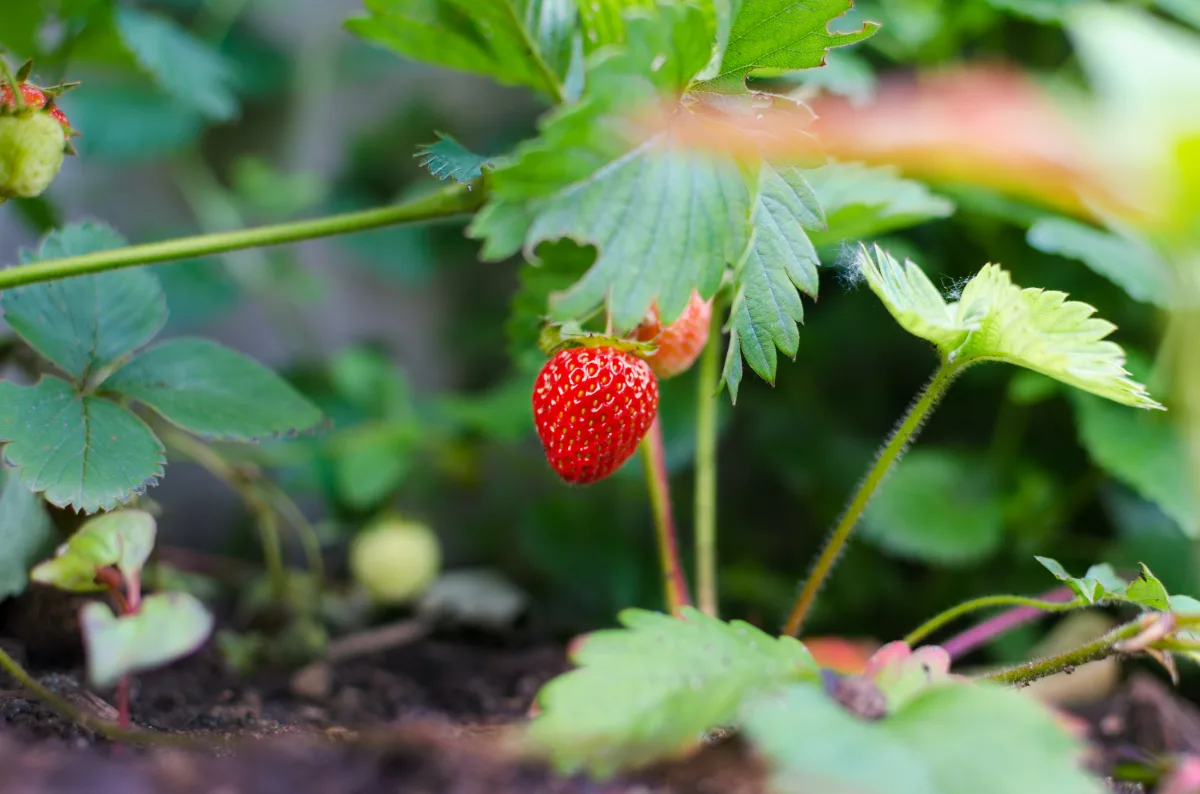 comment bien planter les fraisiers en septembre pour avoir une belle recolte