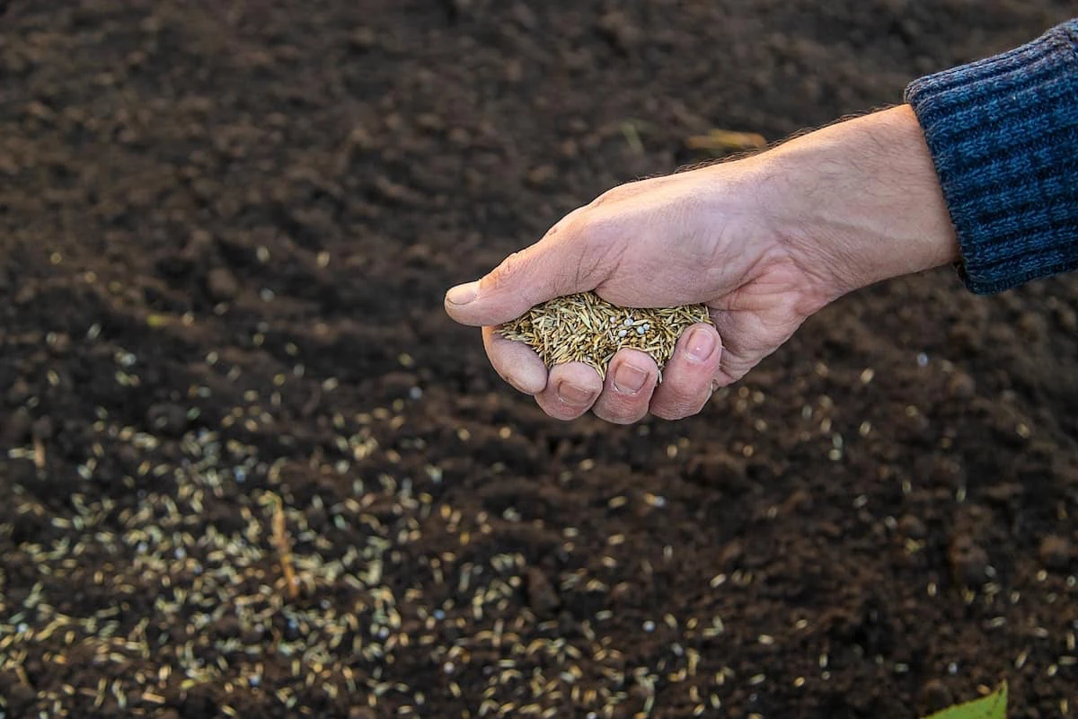 comment bien semer les graines de reganissage main terre