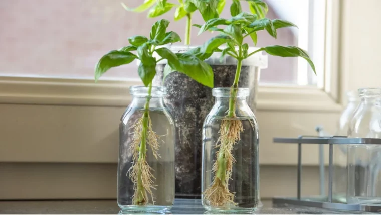 comment bourer du basilic facilement feuilles vertes racines pot eau