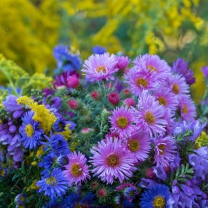comment composer un jardin fleuri idée de plantes pour massif d automne