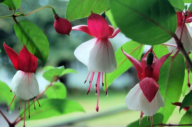 comment conserver les fuchsias pendant l hiver