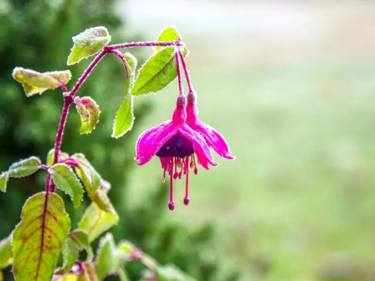 comment conserver les fuchsias pendant l hiver conseils