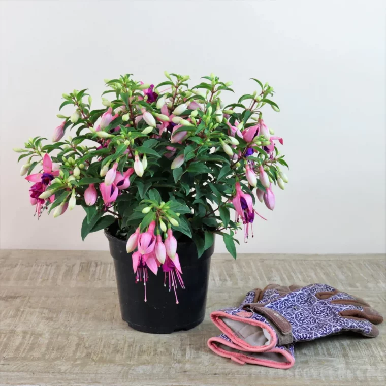 comment conserver les fuchsias pendant l hiver guide detaille