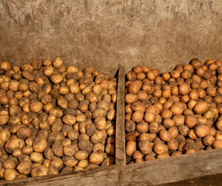 comment conserver les pommes de terre dans une cave à l air frais exemple