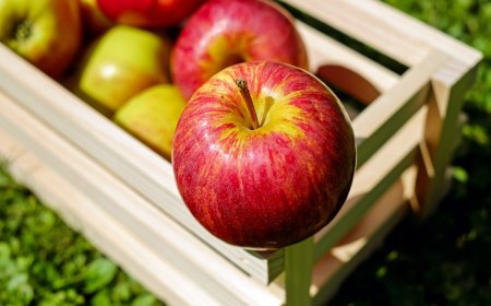 comment conserver les pommes en automne pour l hiver astuces de grand mere jardin