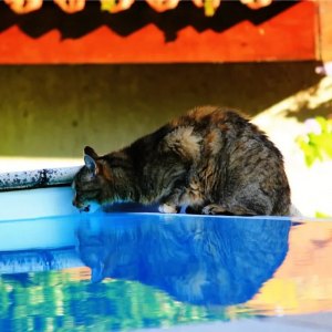 Comment assurer la sécurité de votre chat autour d'une piscine ?