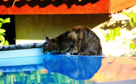comment empecher son chat de boire dans la piscine