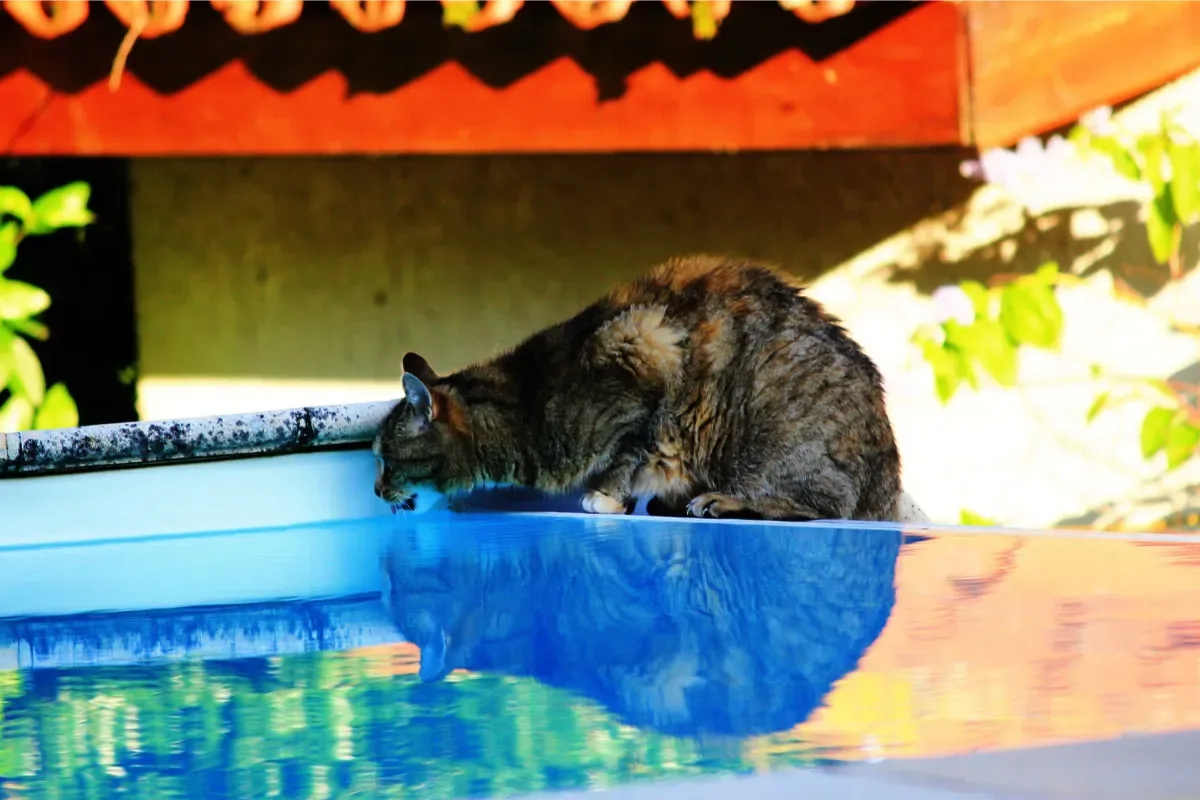comment empecher son chat de boire dans la piscine
