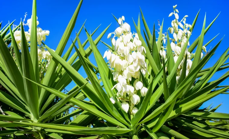 comment faire fleurir un yucca astuces et conseils