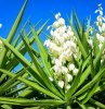 comment faire fleurir un yucca astuces et conseils