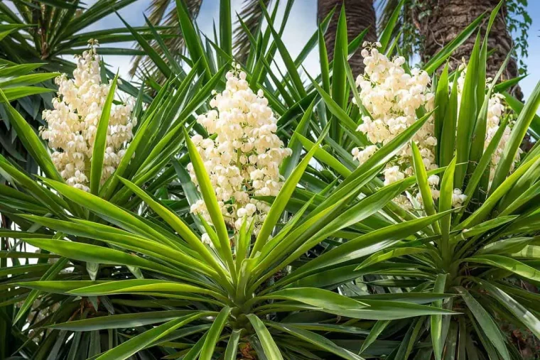 comment faire fleurir un yucca conseils de pros