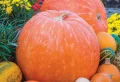 Comment faire grossir les citrouilles cette année ? Voici les secrets des jardiniers expérimentés