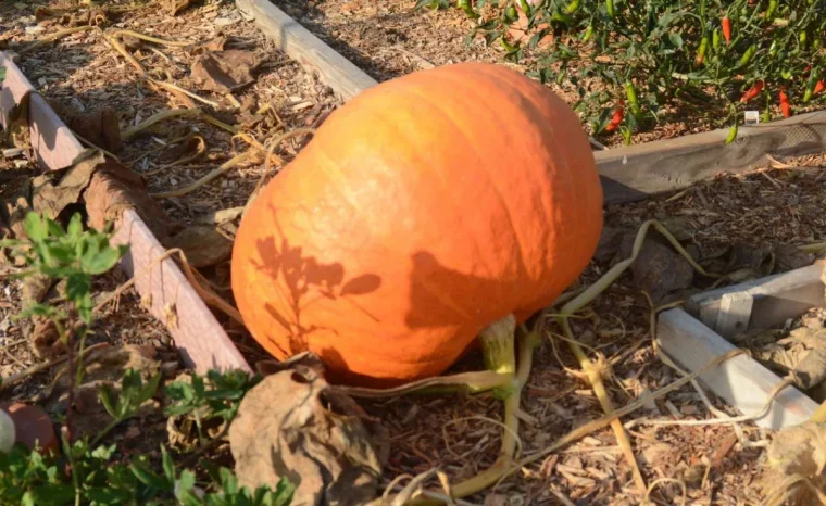 comment faire grossir les citrouilles selon les jardiniers