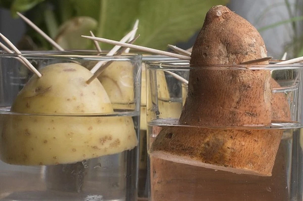 comment faire pousser une pomme de terre a partir d un morceau verre curdents