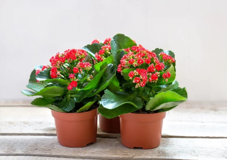 comment faire refleurir un kalanchoe astuces