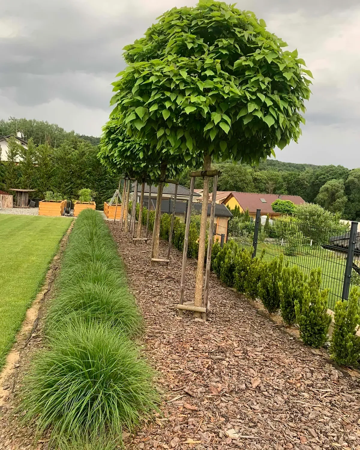 comment faire un ecran opaque avec des arbres catalpa