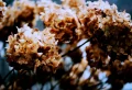 Comment préparer les hortensias pour l’hiver, de façon qu’elles refleurissent l’année prochaine