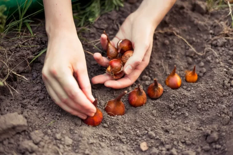 comment planter les bulbes de tulipe main femme jardin sol terreau