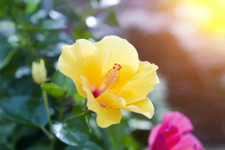 comment preparer mon hibiscus pour l hiver correctement