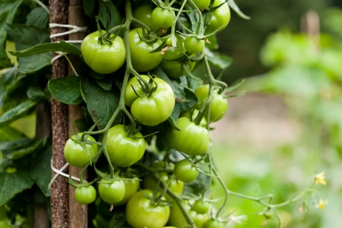 comment prolonger la recolte des tomates vertes