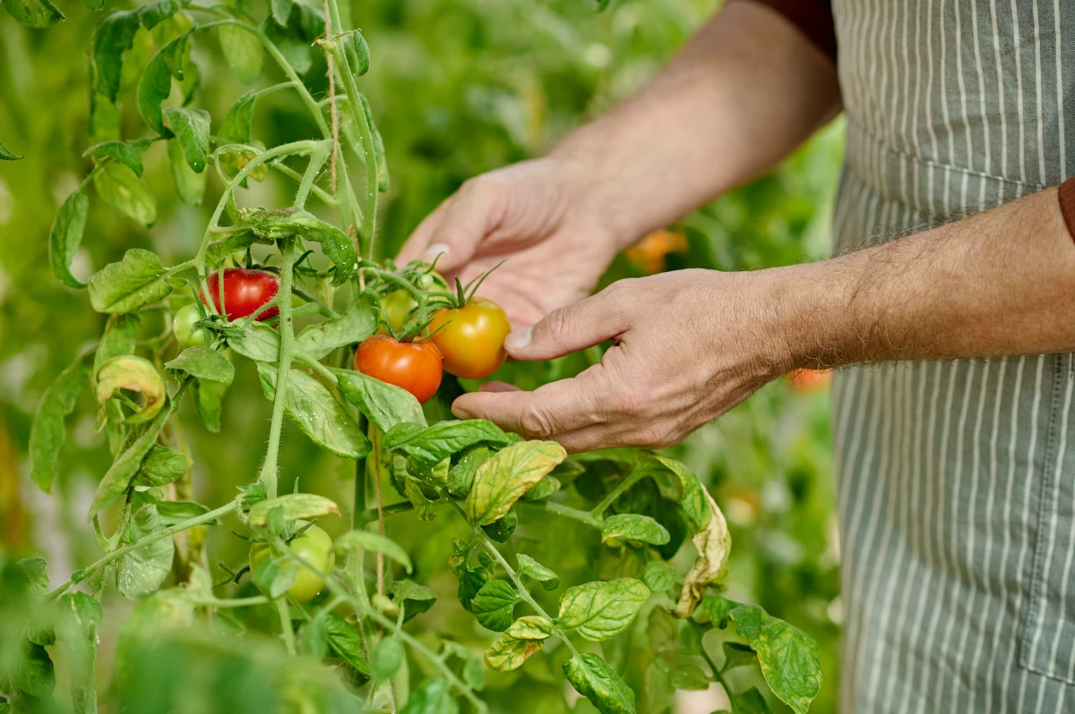 comment s occuper des tomates en fin de saison legume rouge mains d homme