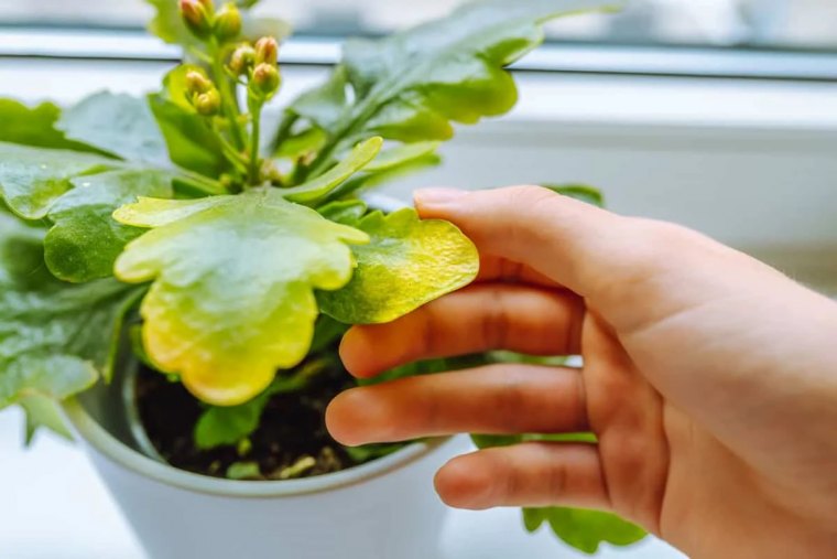 comment sauver un kalanchoe au feuillage jaune