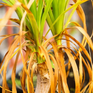 comment sauver un yucca dont les feuilles jaunissent et tombent