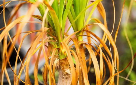 comment sauver un yucca dont les feuilles jaunissent et tombent