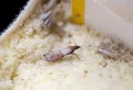 Comment se débarrasser des mites alimentaires et leurs asticots blancs au naturel ? Des astuces qui marchent vraiment
