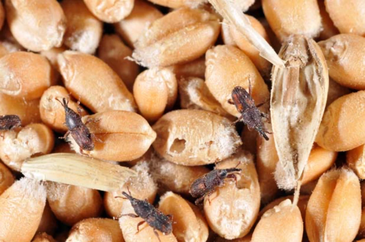 comment se debarrasser des mites alimentaires au naturel graines